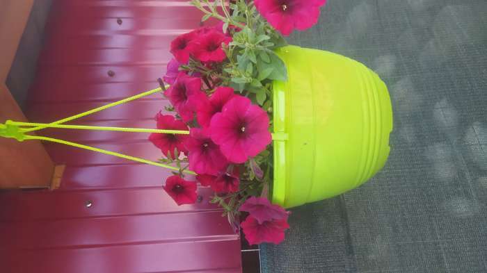 Фотография покупателя товара Семена цветов Петуния Джолли красная F1 многоцветковая, 7 шт - Фото 2