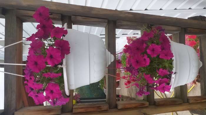 Фотография покупателя товара Семена цветов Петуния Джолли красная F1 многоцветковая, 7 шт - Фото 1