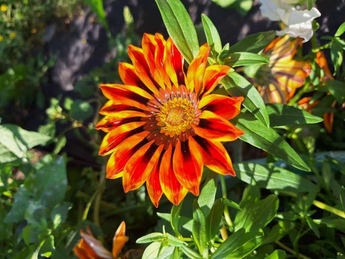 Фотография покупателя товара Семена цветов Гацания крупноцветковая «Триада», ц/п, смесь, для балкона, веранды, цветника, однолетник, низкорослая, 0.05 г - Фото 2