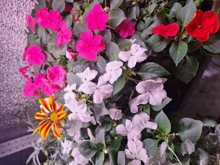 Фотография покупателя товара Семена цветов Гацания крупноцветковая «Триада», ц/п, смесь, для балкона, веранды, цветника, однолетник, низкорослая, 0.05 г - Фото 1