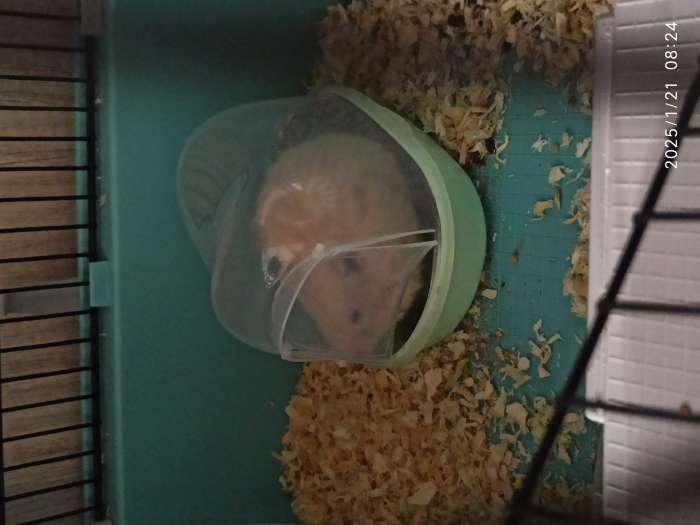 Фотография покупателя товара Туалет для грызунов «Пижон», 13×10×10 см, фигурный, пластик, синий - Фото 1