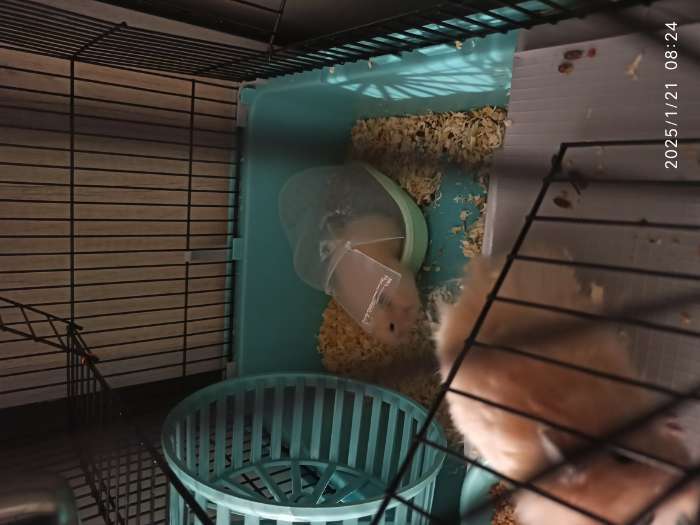 Фотография покупателя товара Песок для шиншилл «Пижон» в банке, 2.35 кг - Фото 4