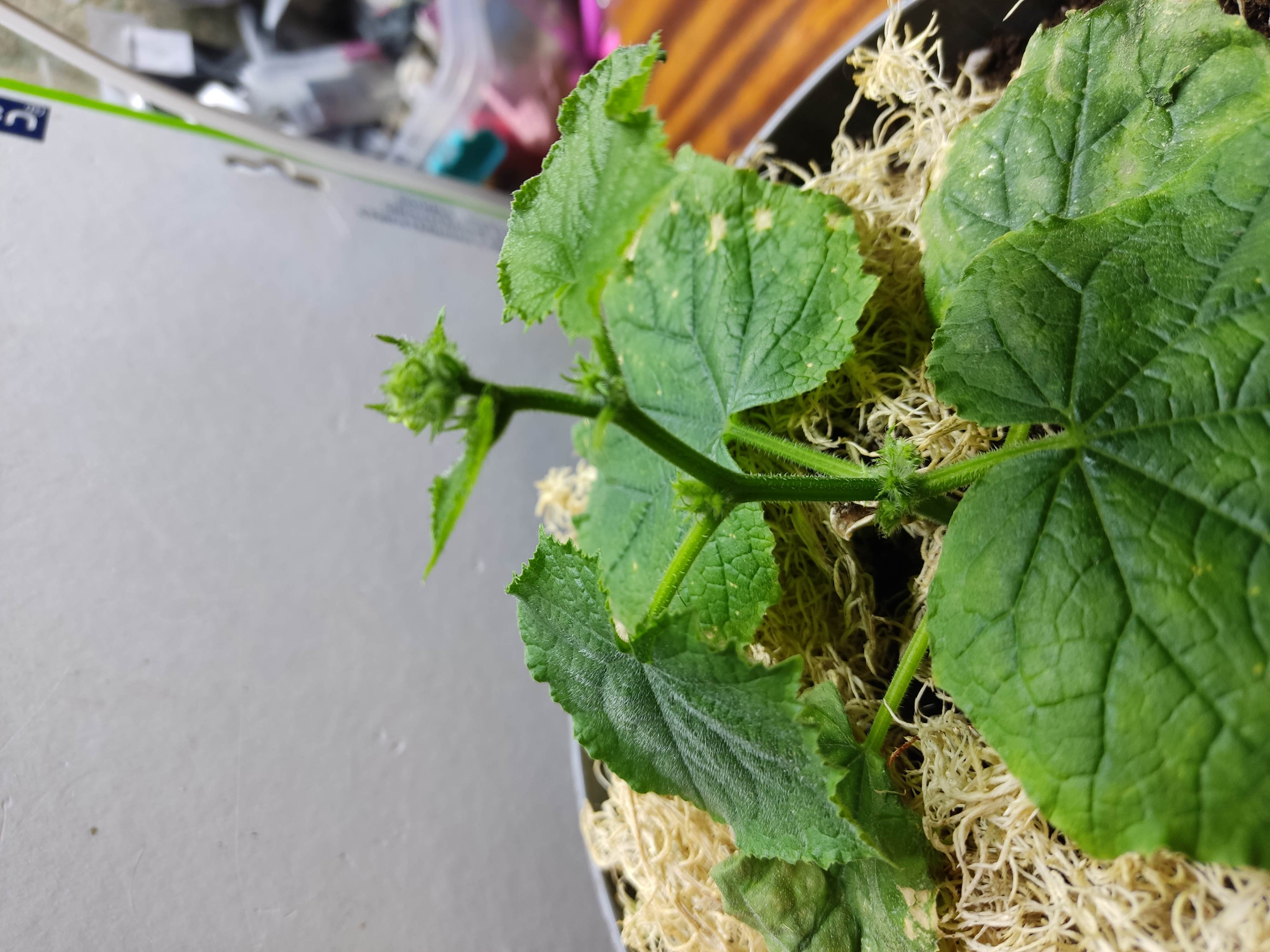 Фотография покупателя товара Семена огурец корнишон «Петербургский Экспресс F1», 8 шт. - Фото 1