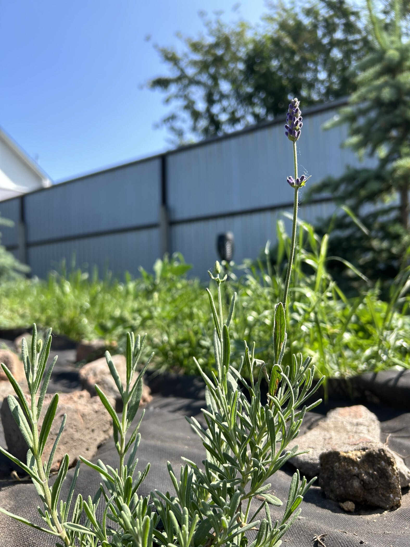 Фотография покупателя товара Семена цветов Лаванда "Пурпурный колос", узколистная, Сем. Алт, ц/п, 5 шт - Фото 5