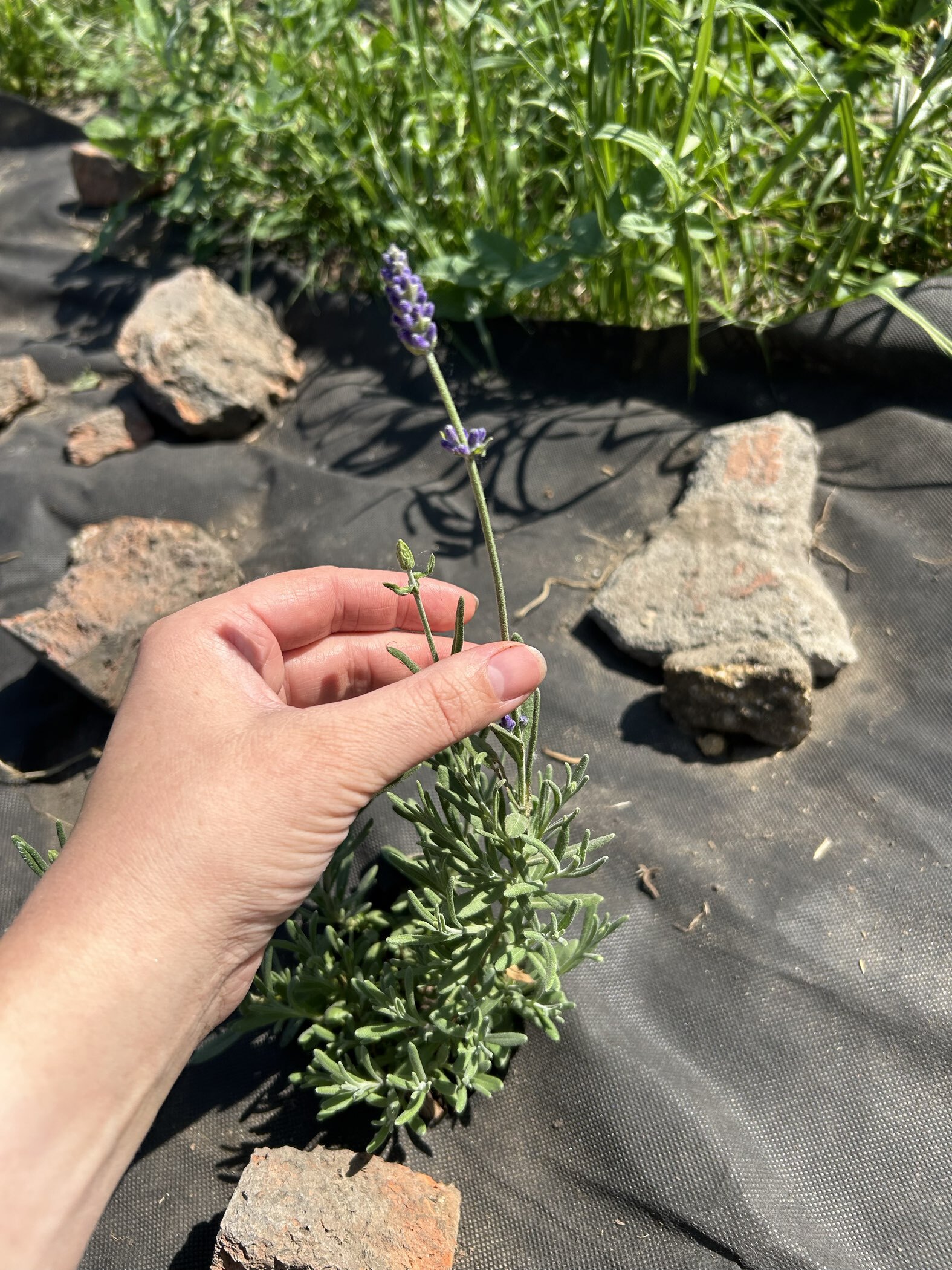 Фотография покупателя товара Семена цветов Лаванда "Пурпурный колос", узколистная, Сем. Алт, ц/п, 5 шт - Фото 4