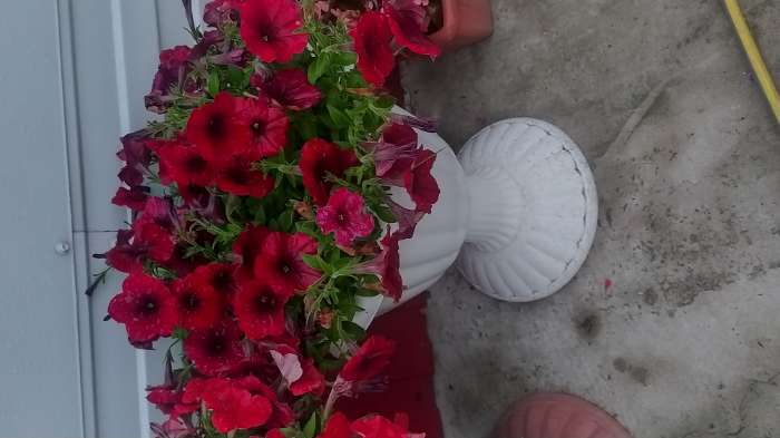 Фотография покупателя товара Семена цветов Петуния "Суперкаскадная", F1,  бургунди,  О, 10 шт - Фото 5