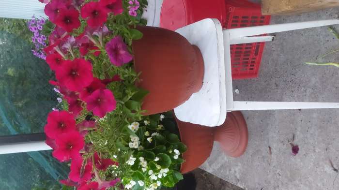 Фотография покупателя товара Семена цветов Петуния "Суперкаскадная", F1,  бургунди,  О, 10 шт - Фото 6