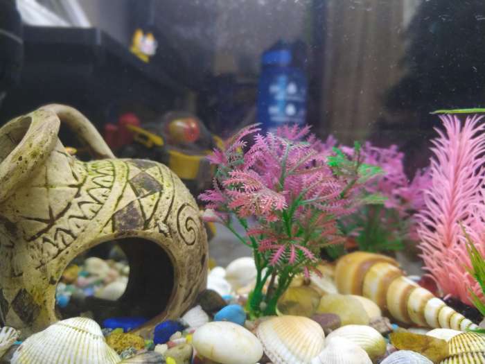 Фотография покупателя товара Набор растений для аквариума и террариума - 2 шт., 10 см - Фото 2