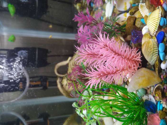 Фотография покупателя товара Набор растений для аквариума и террариума - 2 шт., 10 см - Фото 1