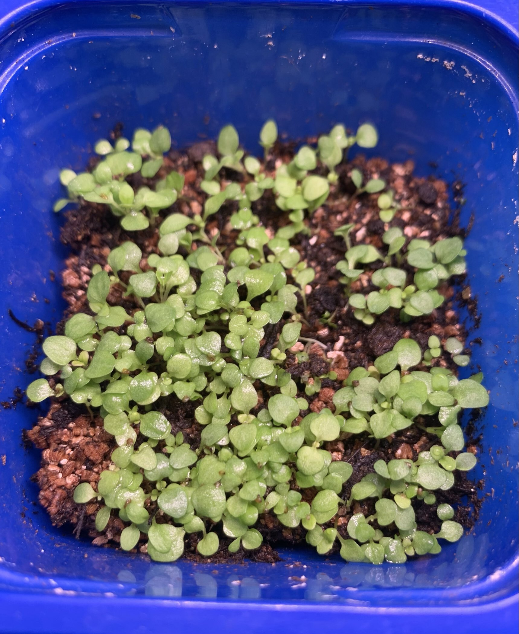 Фотография покупателя товара Семена цветов Вероника колосистая "Голубая", 0,1гр. - Фото 2