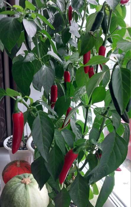 Фотография покупателя товара Семена Перец "Острый декоративный", серия Урожай на окне, 0,05 г - Фото 2