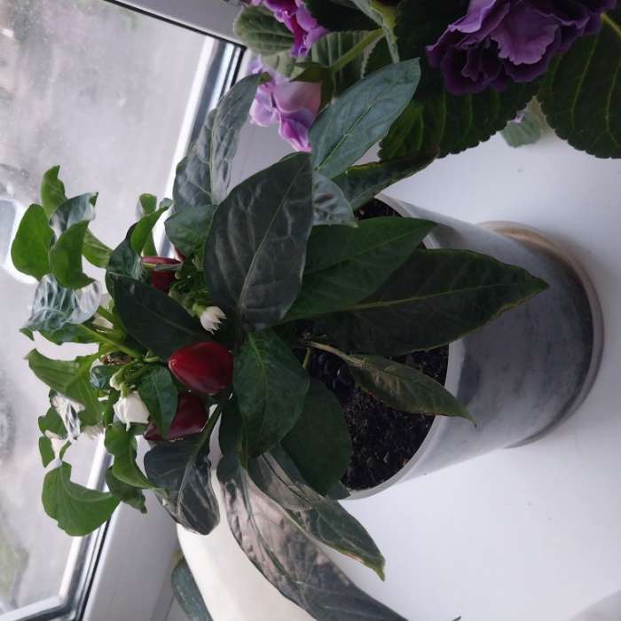 Фотография покупателя товара Семена Перец "Острый декоративный", серия Урожай на окне, 0,05 г - Фото 1