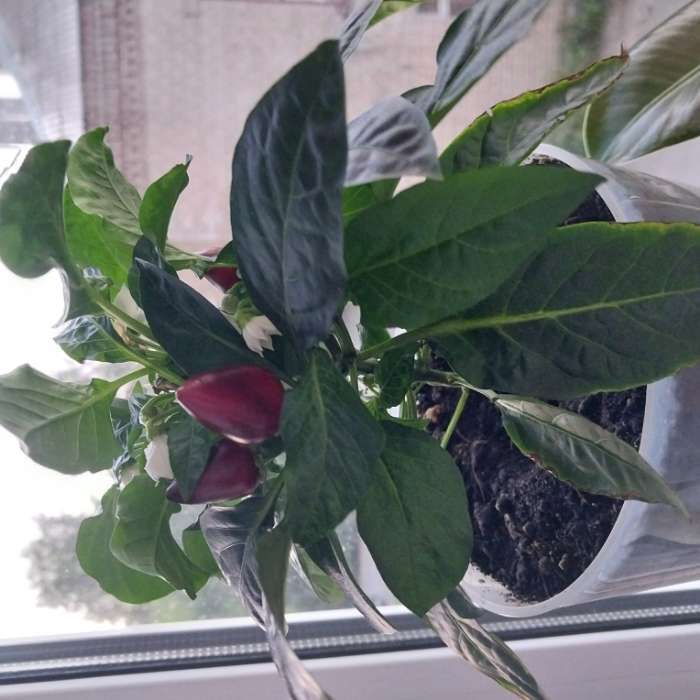 Фотография покупателя товара Семена Перец "Острый декоративный", серия Урожай на окне, 0,05 г - Фото 3