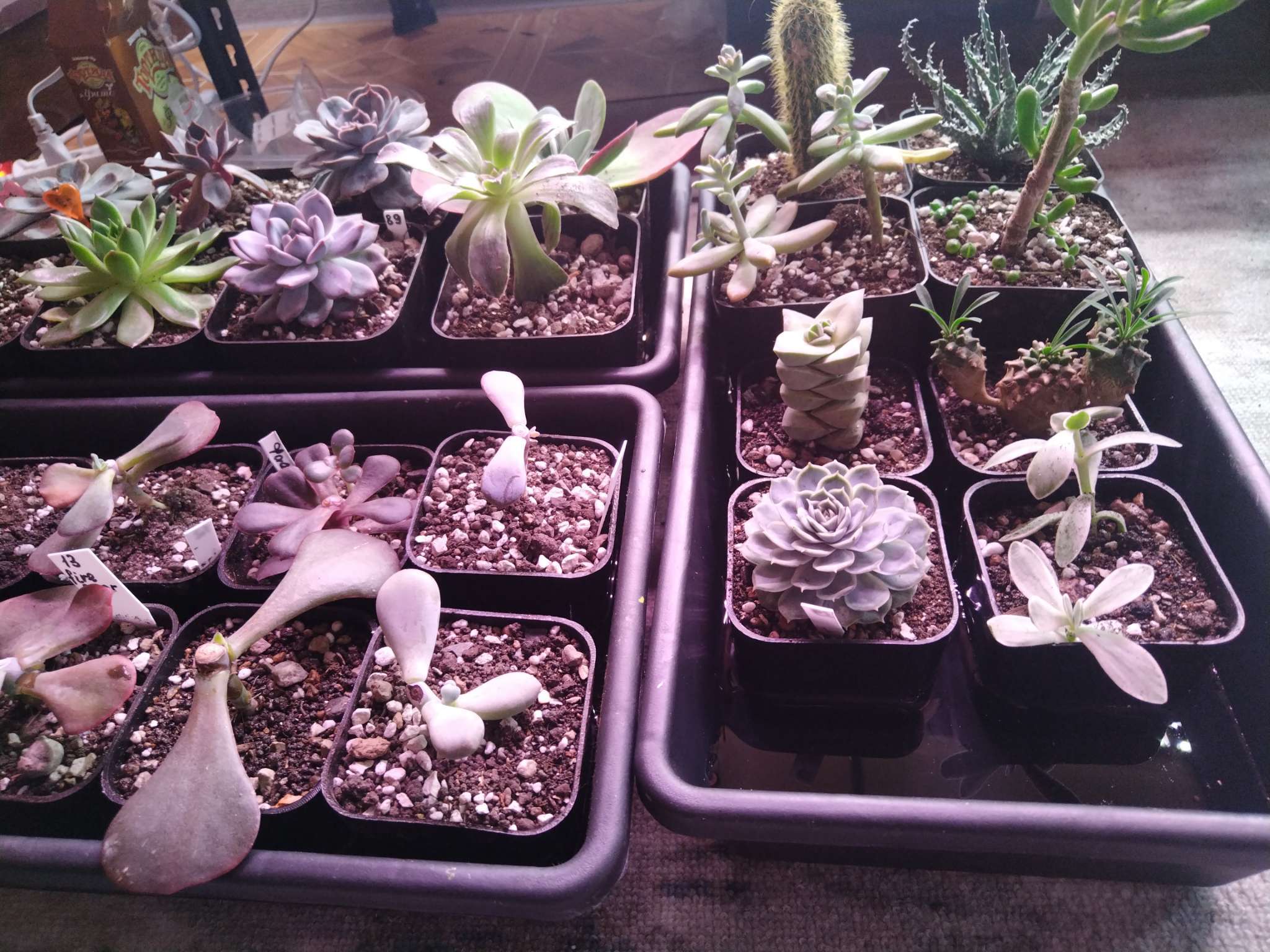 Фотография покупателя товара Ящик для рассады, 40×25×10 см, 5 л, пластик, цвет МИКС, «Урожай-4 М» - Фото 2