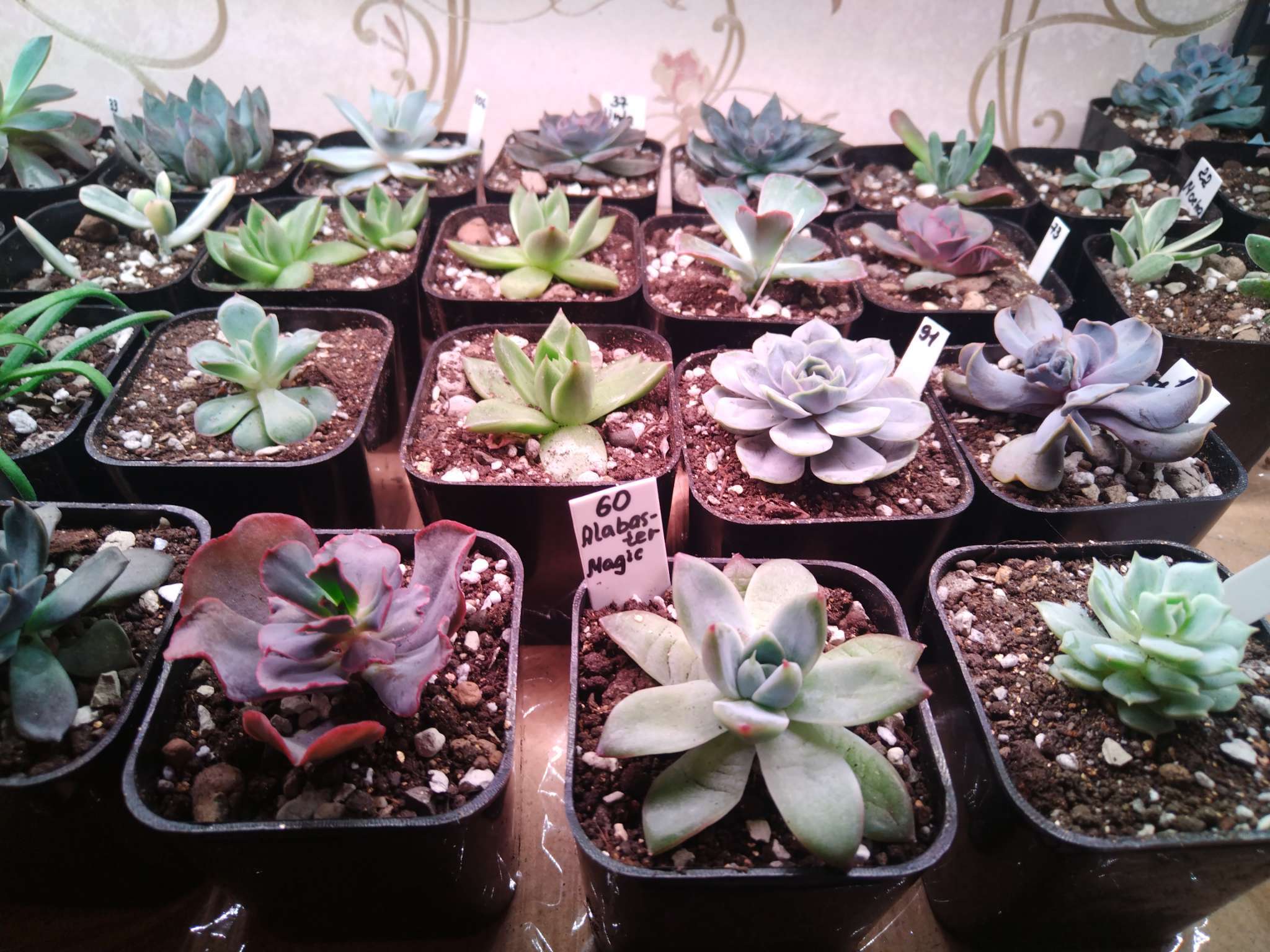 Фотография покупателя товара Горшок для рассады, 600 мл, 8×8×15 см, пластик, МИКС, Greengo - Фото 3