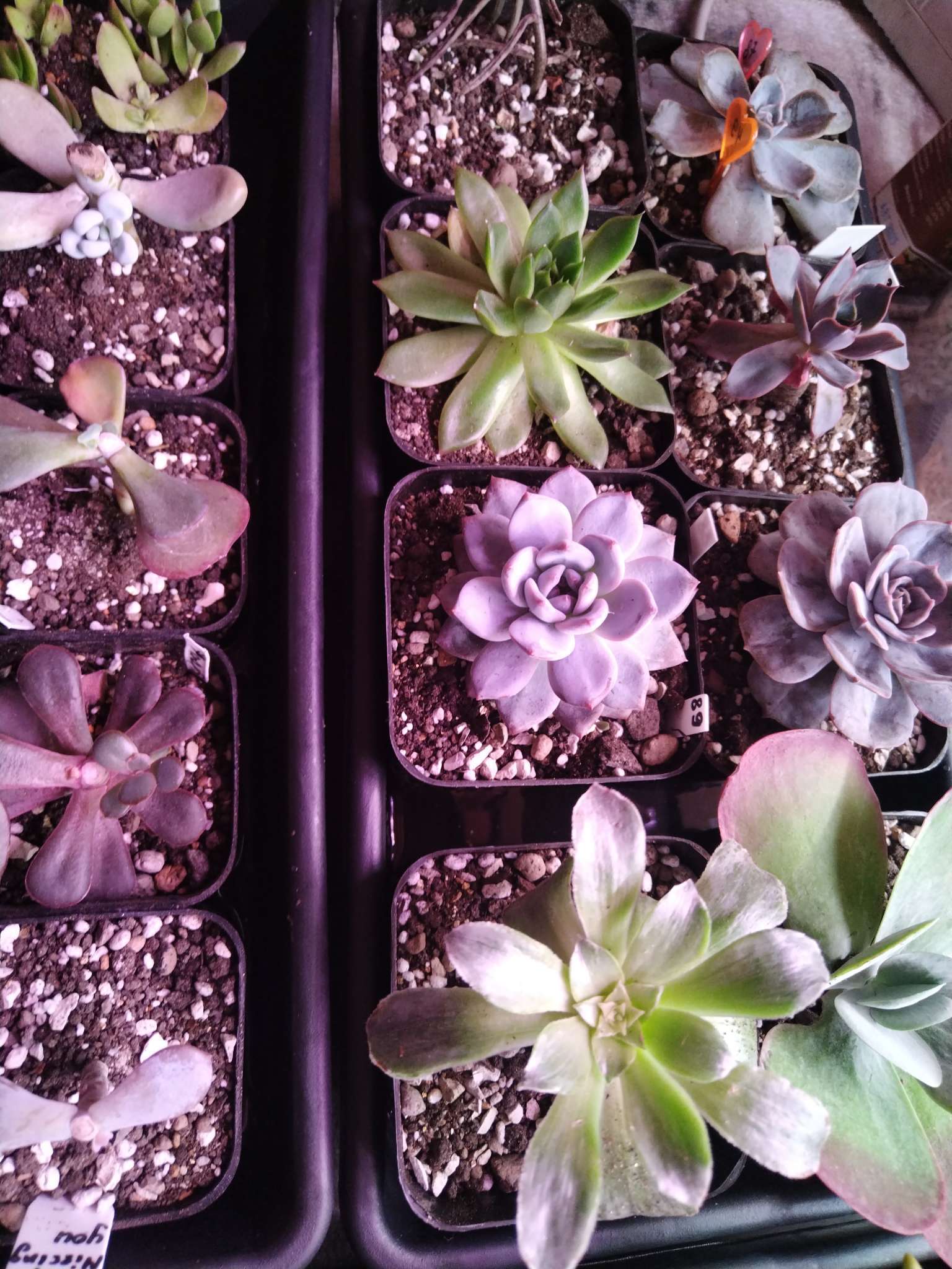 Фотография покупателя товара Горшок для рассады, 600 мл, 8×8×15 см, пластик, МИКС, Greengo - Фото 2