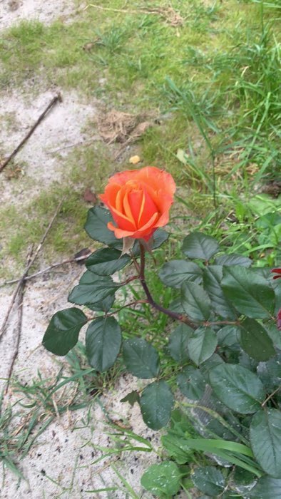 Фотография покупателя товара Саженец розы Черри Бренди,  Весна 2024, 1 шт.