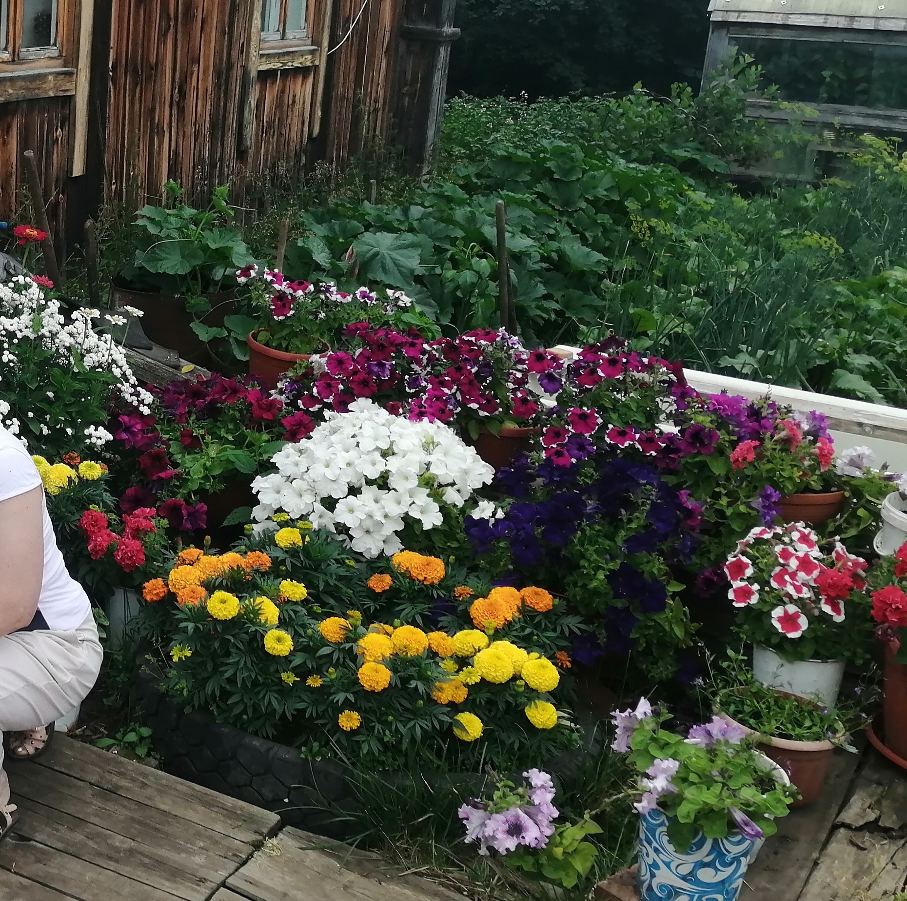 Фотография покупателя товара Семена цветов Петуния грандифлора "Аладдин Бордовая", 30 шт. - Фото 15