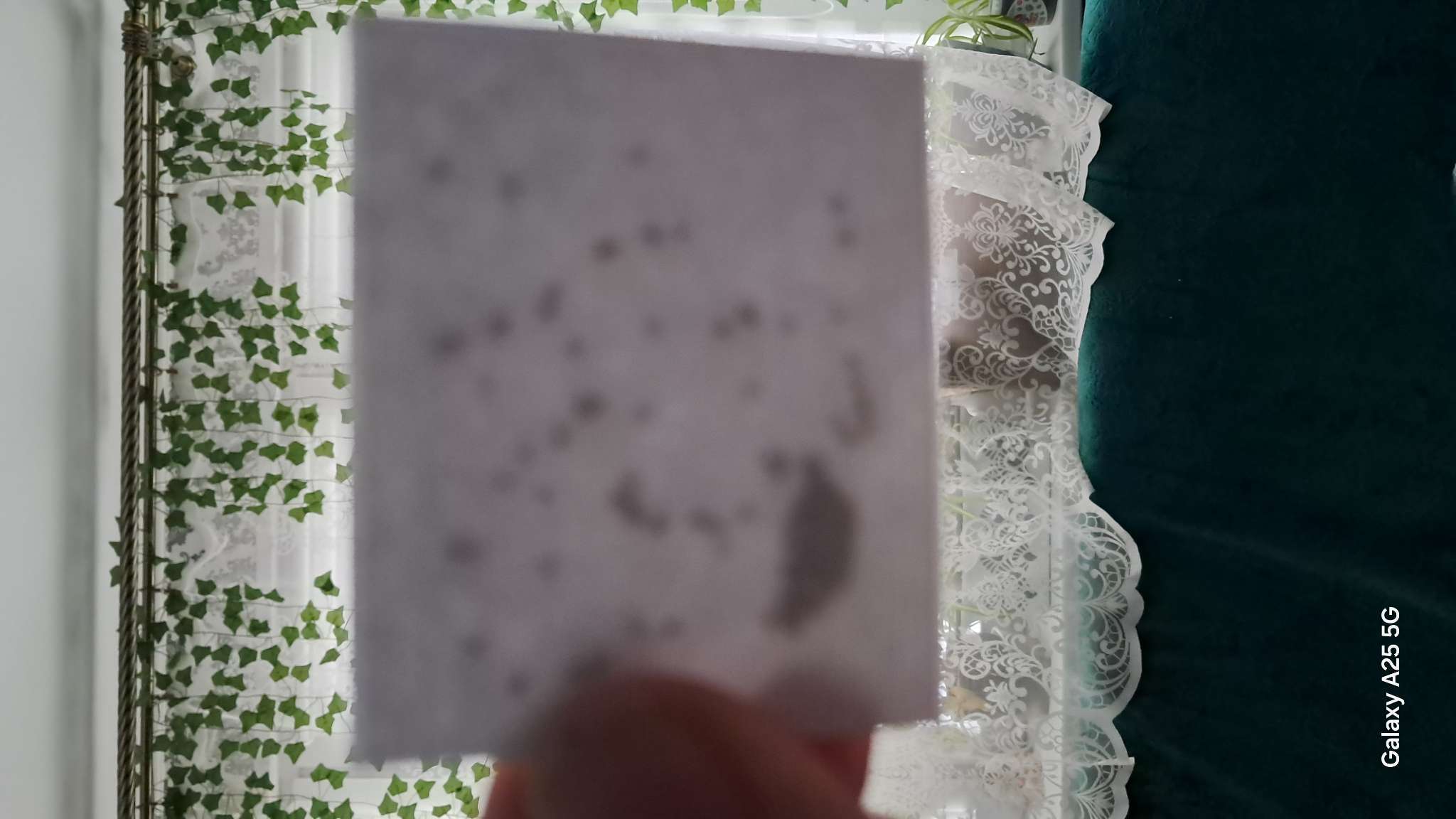 Фотография покупателя товара Семена  Земляника "Душистое лукошко" альпийская, 0,04 г - Фото 3