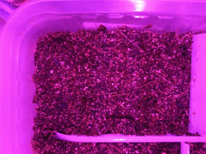 Фотография покупателя товара Семена цветов Петуния "Черная вишня" F1 многоцветковая, О, гранулы, пробирка, ц/п,4 шт. - Фото 36