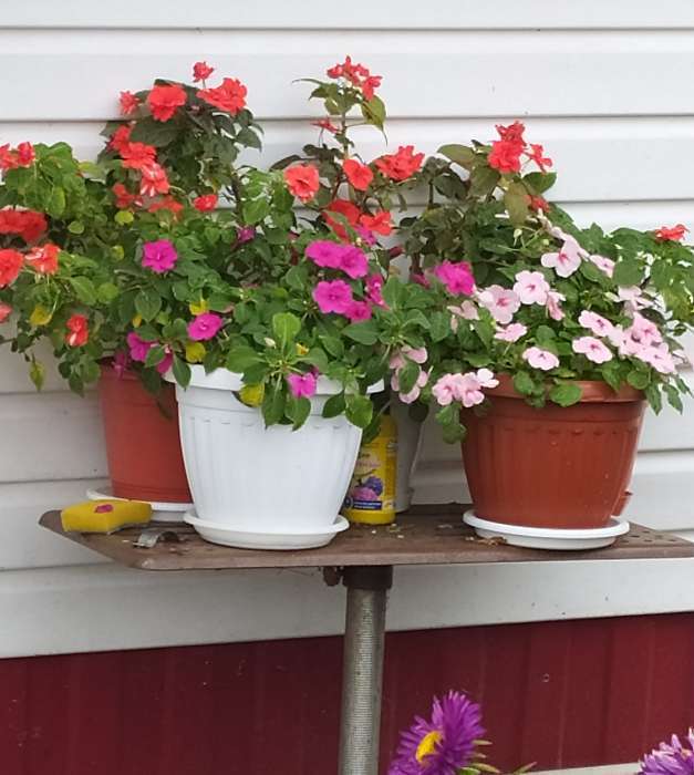 Фотография покупателя товара Семена цветов Бальзамин "Беленс", ред, Сем. Алт, ц/п, 4 шт - Фото 2