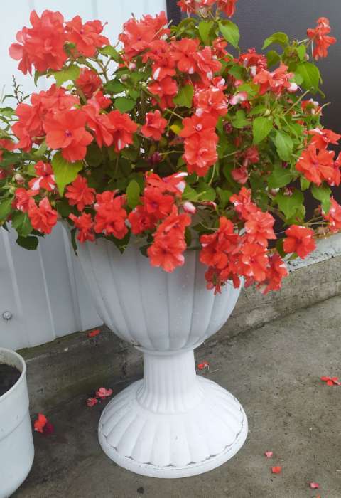 Фотография покупателя товара Семена цветов Бальзамин "Беленс", ред, Сем. Алт, ц/п, 4 шт - Фото 3