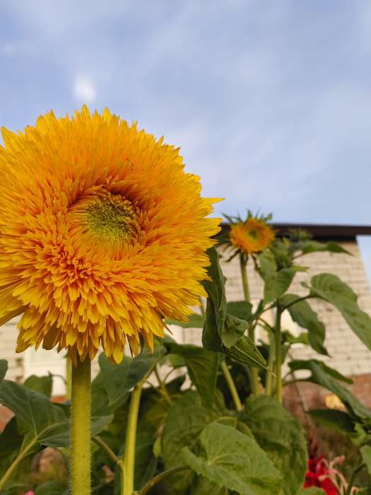 Фотография покупателя товара Семена Цветов Подсолнечник декоративный махровый «Оранжевое солнце», 0.5 г, «Агрофирма АЭЛИТА» - Фото 1