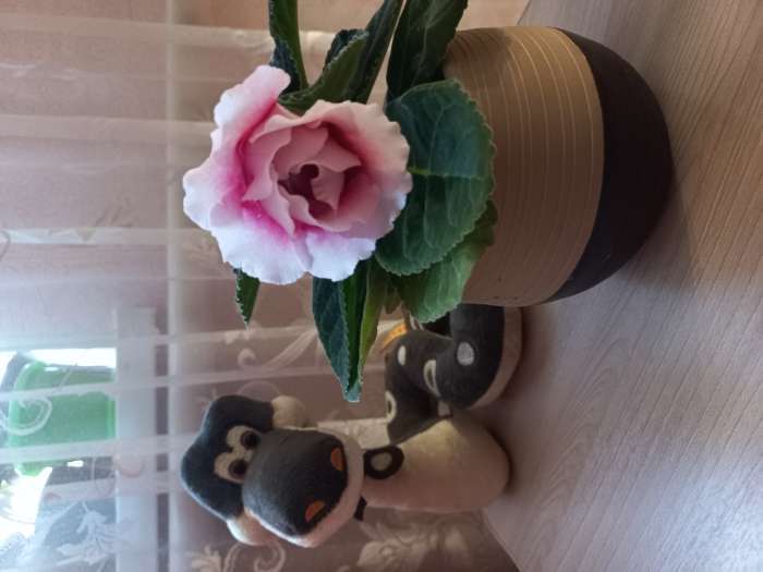 Фотография покупателя товара Семена цветов Глоксиния "Брокада", ц/п,  F1, гранулы, 4 шт. - Фото 27