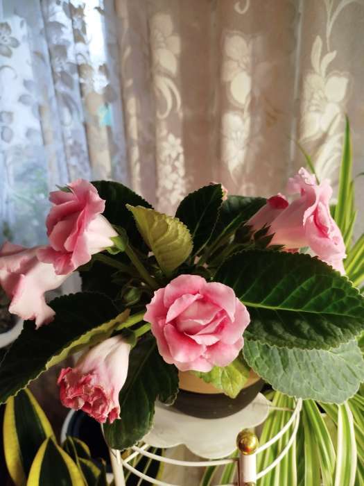 Фотография покупателя товара Семена цветов Глоксиния "Брокада", ц/п, F1, гранулы, 4 шт. - Фото 28