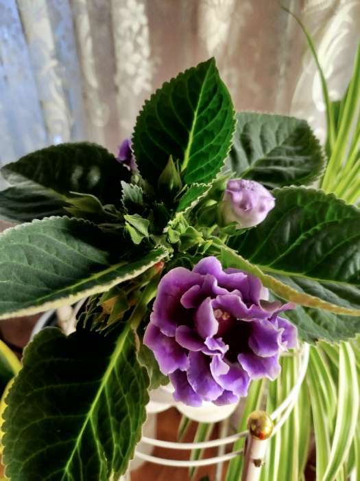 Фотография покупателя товара Семена цветов Глоксиния "Брокада", ц/п, F1, гранулы, 4 шт. - Фото 29