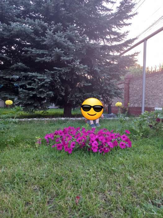 Фотография покупателя товара Семена цветов Петуния "Изи Вейв Бургунди Велюр", F1, 5 шт - Фото 2