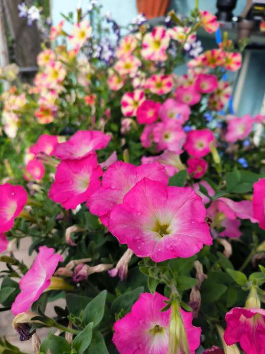 Фотография покупателя товара Семена цветов Петуния "Изи Вейв Рози доун", F1, 5 шт - Фото 5