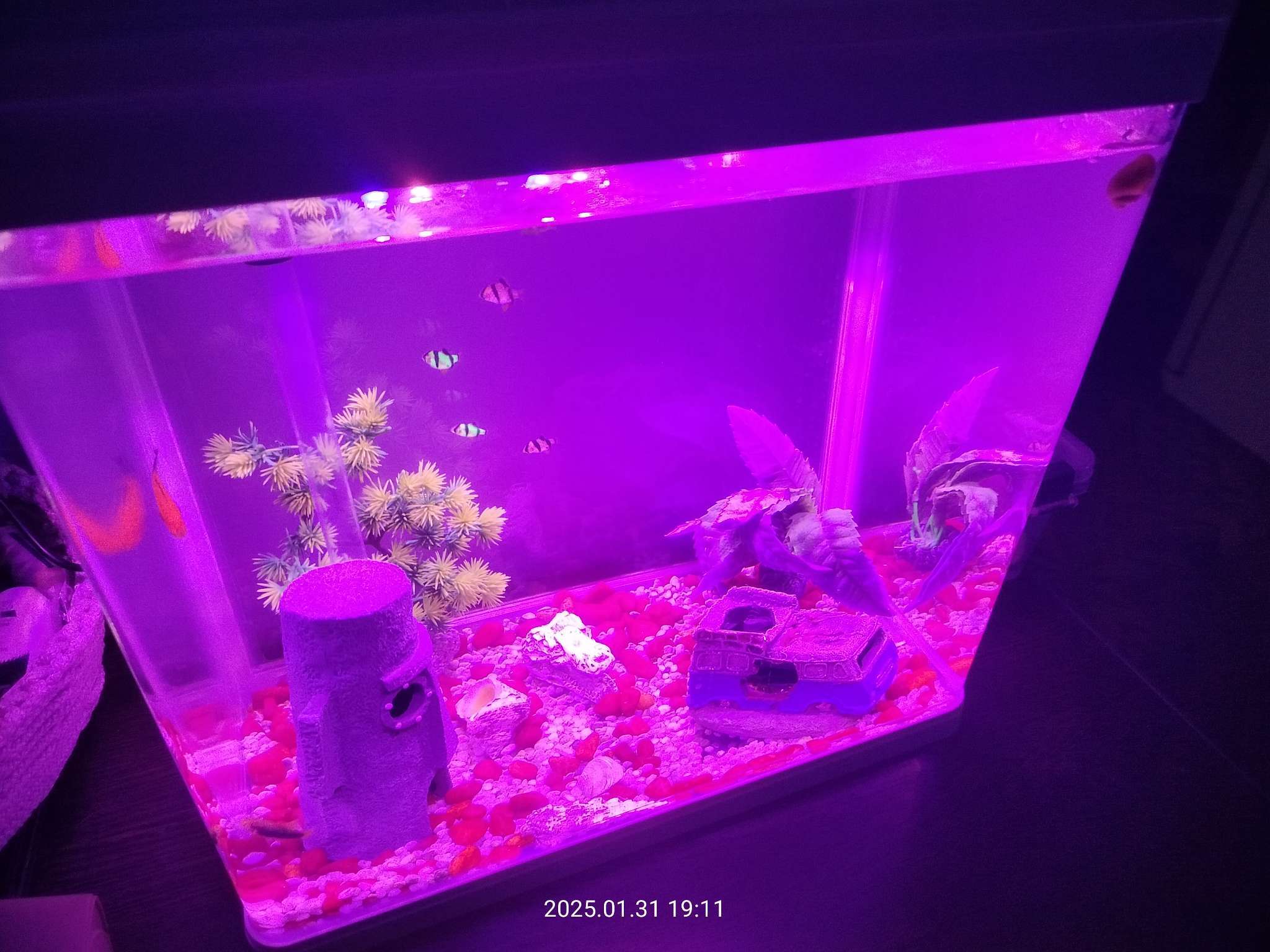 Фотография покупателя товара Аквариум SeaStar LS-380F в комплекте: LED-лампа, фильтр, 30 л, черный - Фото 2