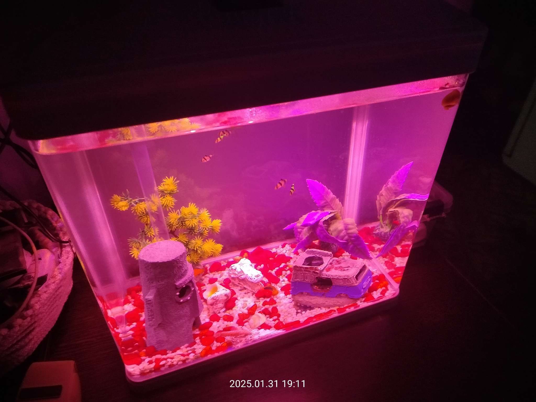 Фотография покупателя товара Аквариум SeaStar LS-380F в комплекте: LED-лампа, фильтр, 30 л, черный - Фото 3