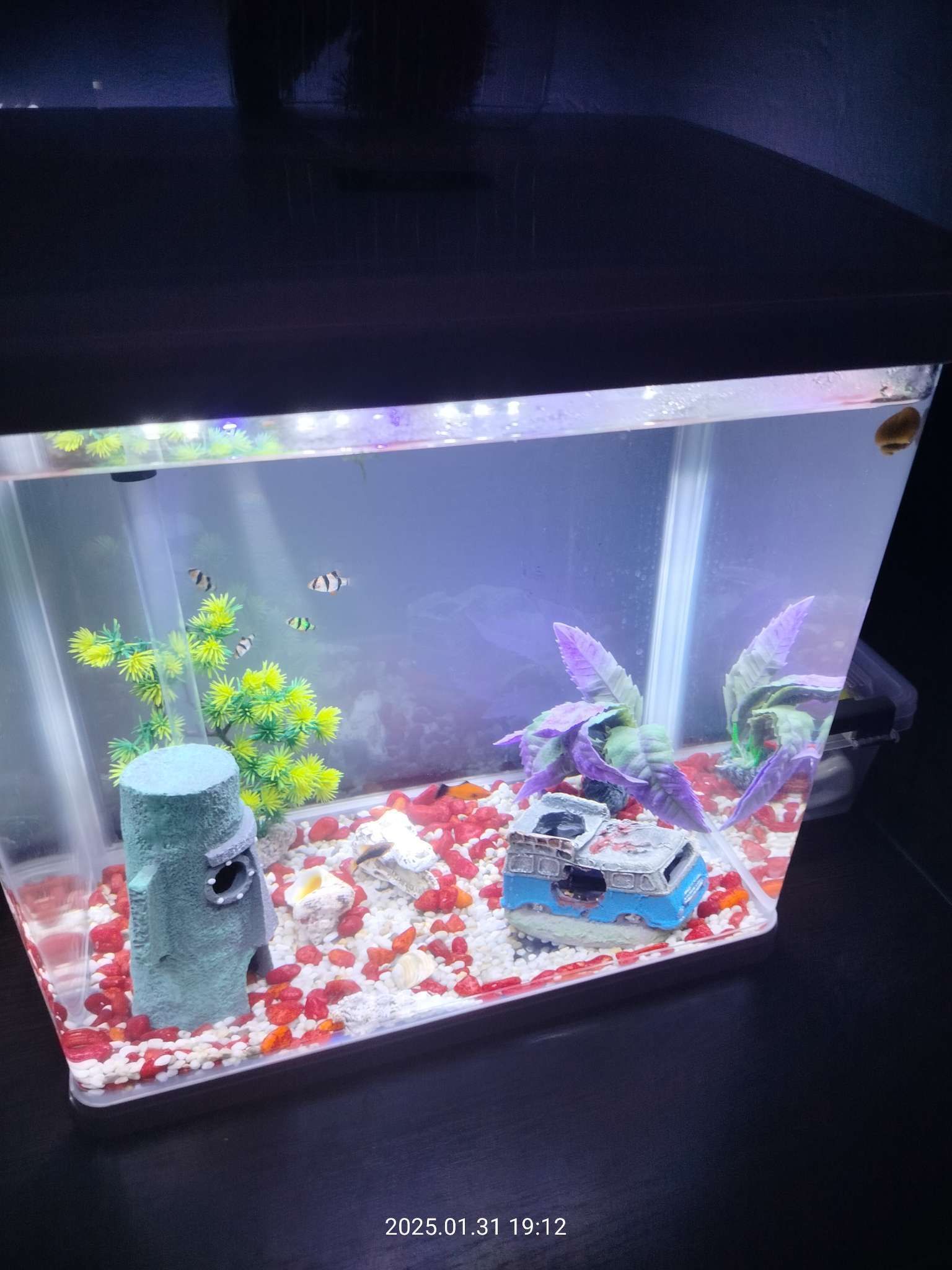 Фотография покупателя товара Аквариум SeaStar LS-380F в комплекте: LED-лампа, фильтр, 30 л, черный - Фото 4