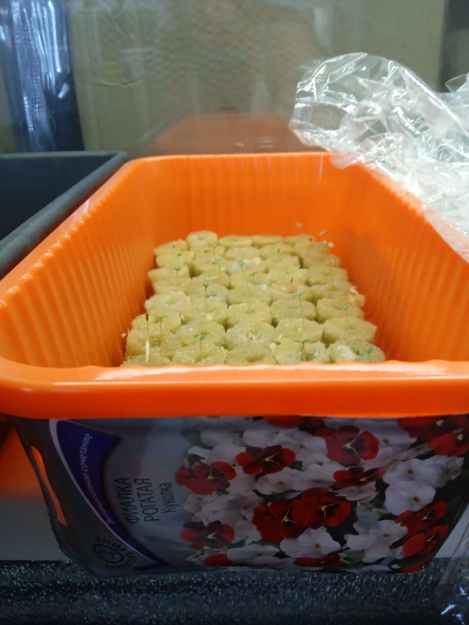 Фотография покупателя товара Семена цветов Фиалка рогатая "Куколка" 0,1 г - Фото 2