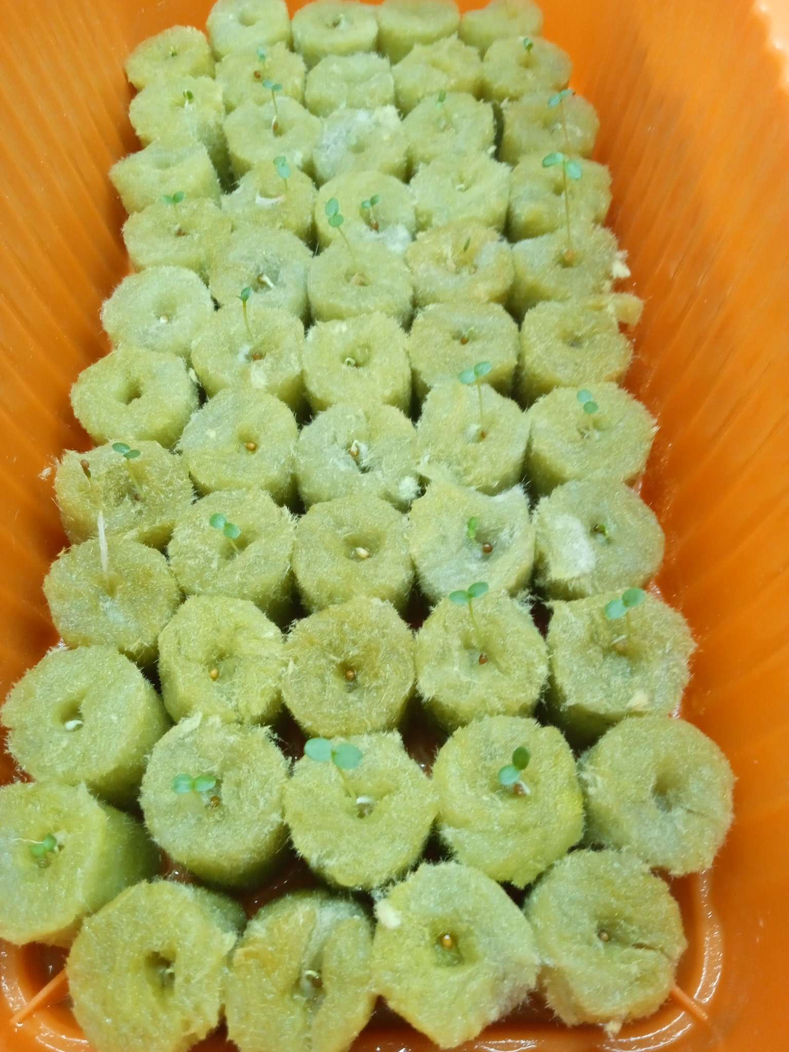 Фотография покупателя товара Семена цветов Фиалка рогатая "Куколка" 0,1 г - Фото 3