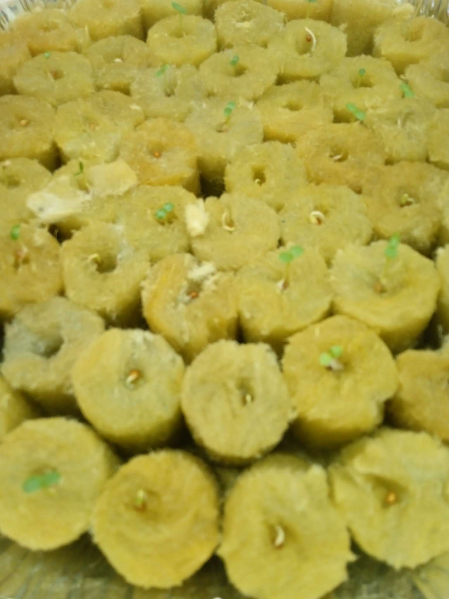 Фотография покупателя товара Семена цветов Фиалка рогатая "Куколка" 0,1 г - Фото 4