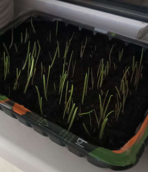 Фотография покупателя товара Семена Трава для кошек "Скакун", ц/п,  10 г - Фото 3