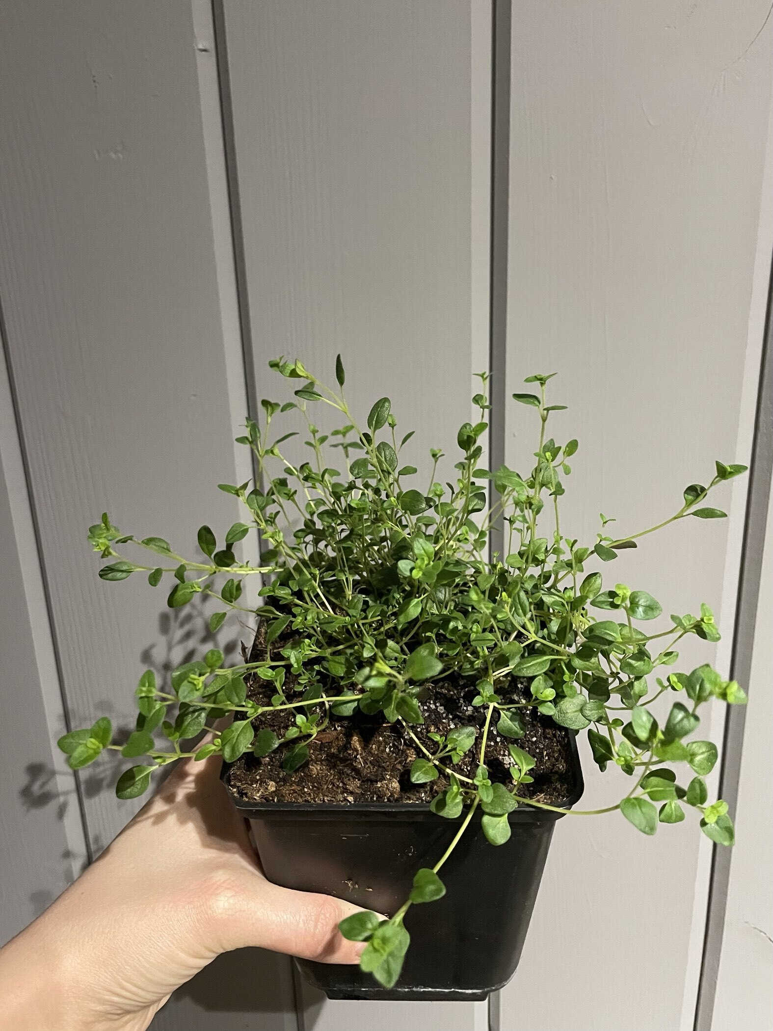 Фотография покупателя товара Семена Тимьян "Пурпурный ковер", ц/п,  0,03 г - Фото 1