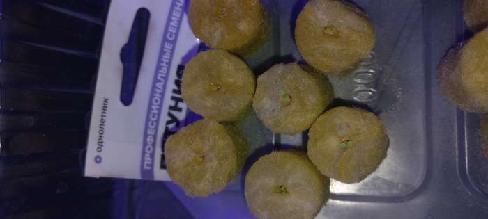 Фотография покупателя товара Семена цветов  Петуния Суперкаскадная "Бургунди", ц/п,  F1, 7 шт - Фото 12