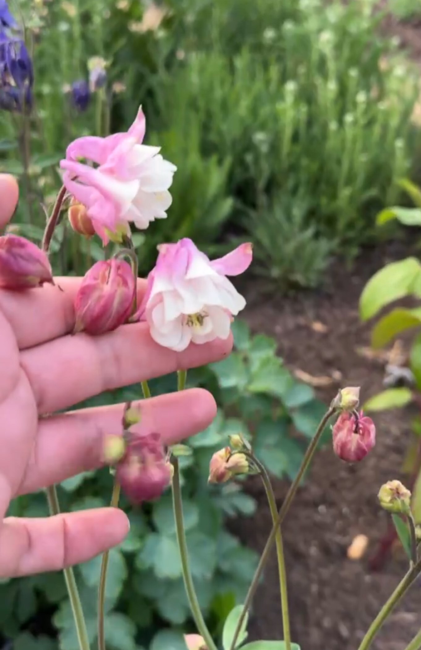 Фотография покупателя товара Семена аквилегия «Алтайский гигант», цветной пакет, 0.05 г - Фото 3