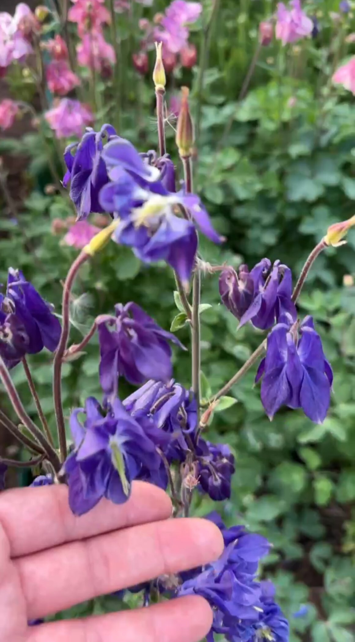 Фотография покупателя товара Семена аквилегия «Алтайский гигант», цветной пакет, 0.05 г - Фото 5