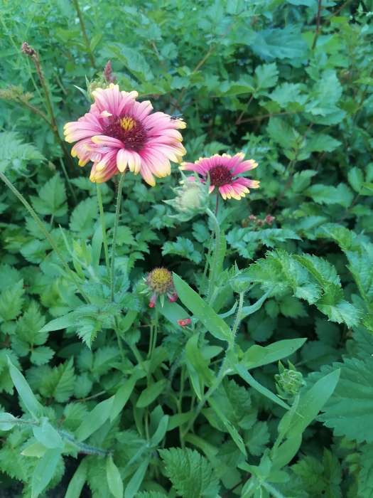 Фотография покупателя товара Семена цветов Гайлардия «Смесь», 0.1 г - Фото 1