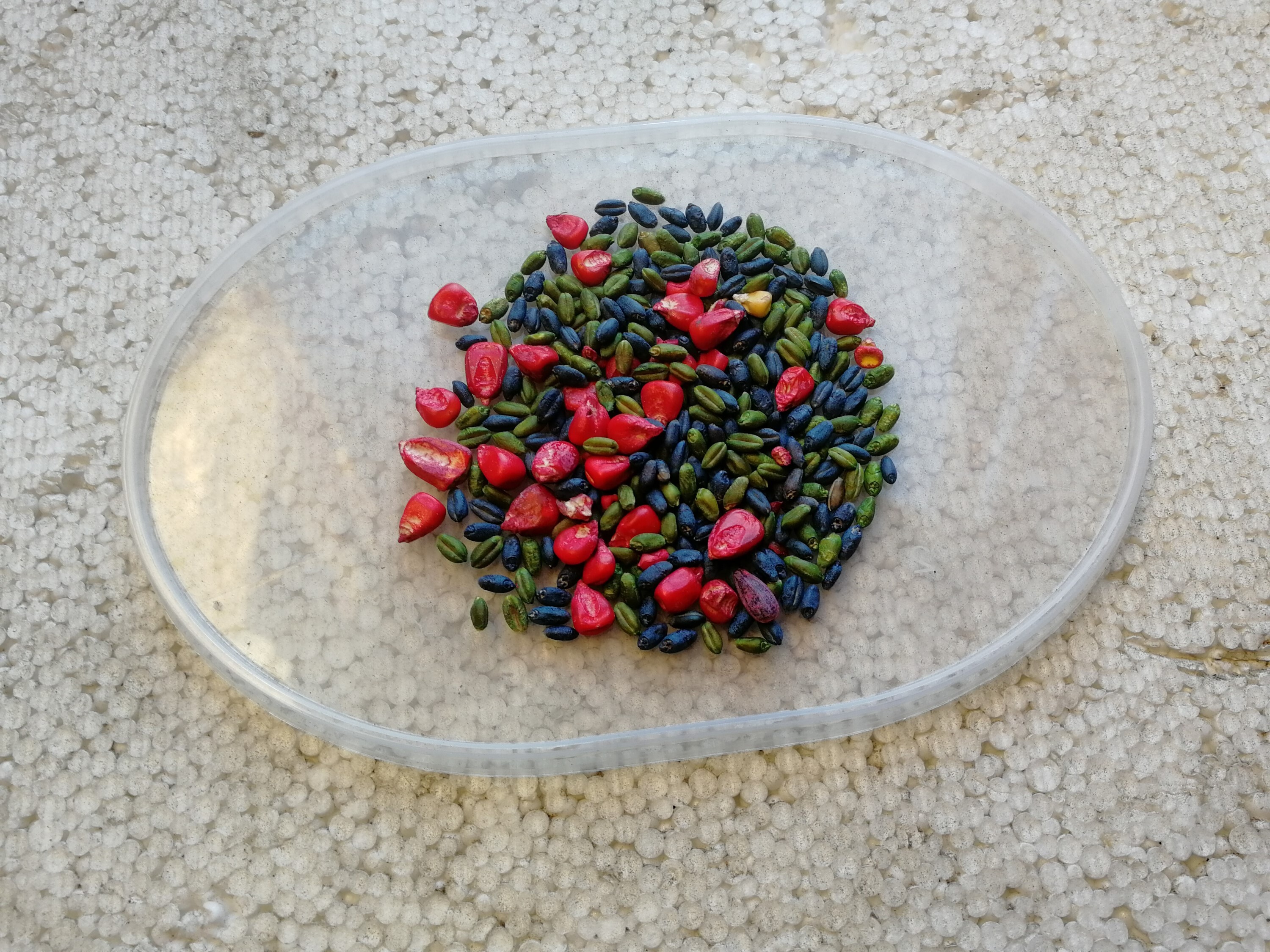 Фотография покупателя товара Зерновая смесь от крыс и мышей, Rubit Зоокумарин+, 400 г - Фото 4