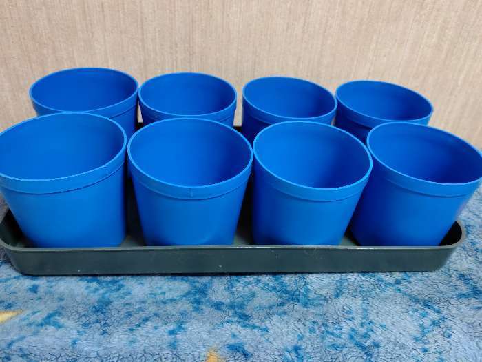 Фотография покупателя товара Набор для рассады: стаканы по 500 мл (8 шт.), поддон 40 × 20 см, цвет МИКС, Greengo - Фото 9