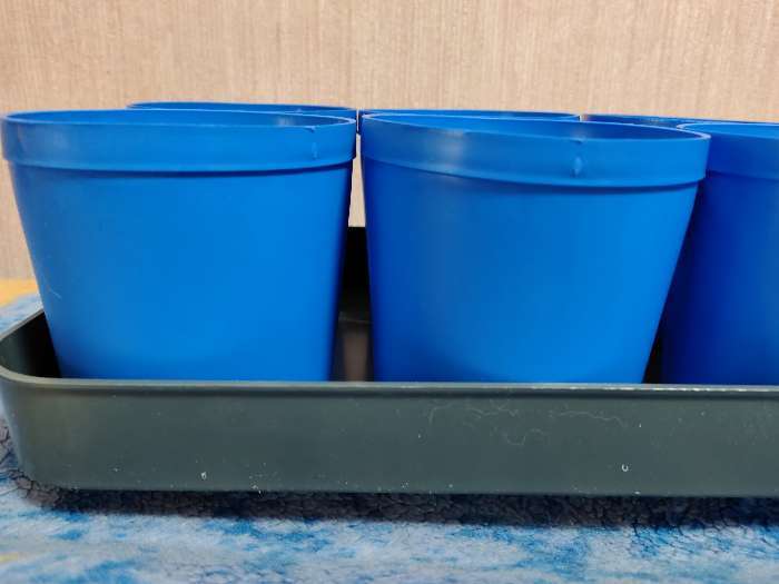 Фотография покупателя товара Набор для рассады: стаканы по 500 мл (8 шт.), поддон 40 × 20 см, цвет МИКС, Greengo - Фото 8