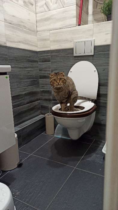 Фотография покупателя товара Туалет для приучения кошек к унитазу 39,2 х 38,7 х 3 см, синий - Фото 19
