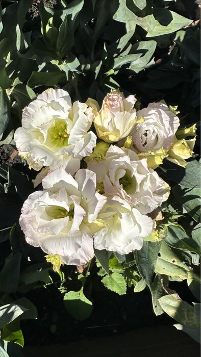 Фотография покупателя товара Семена цветов Эустома "Рози", F1, розовая, пикоти крупноцветковая махровая, 5 шт - Фото 2