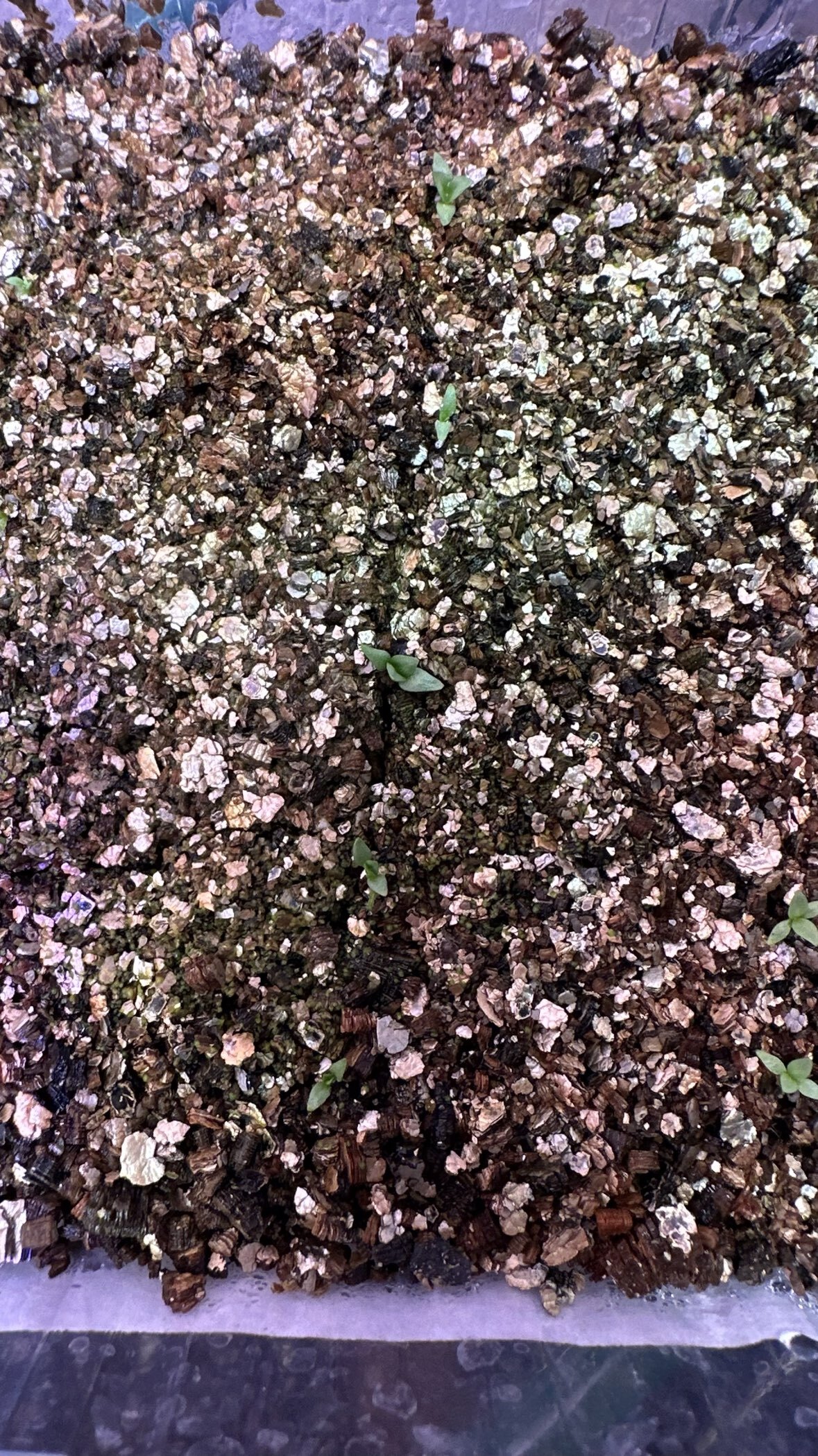 Фотография покупателя товара Семена Цветов Эустома «Корелли», F1, лавандовая, пробирка, «Агрофирма АЭЛИТА», 5 шт. - Фото 4